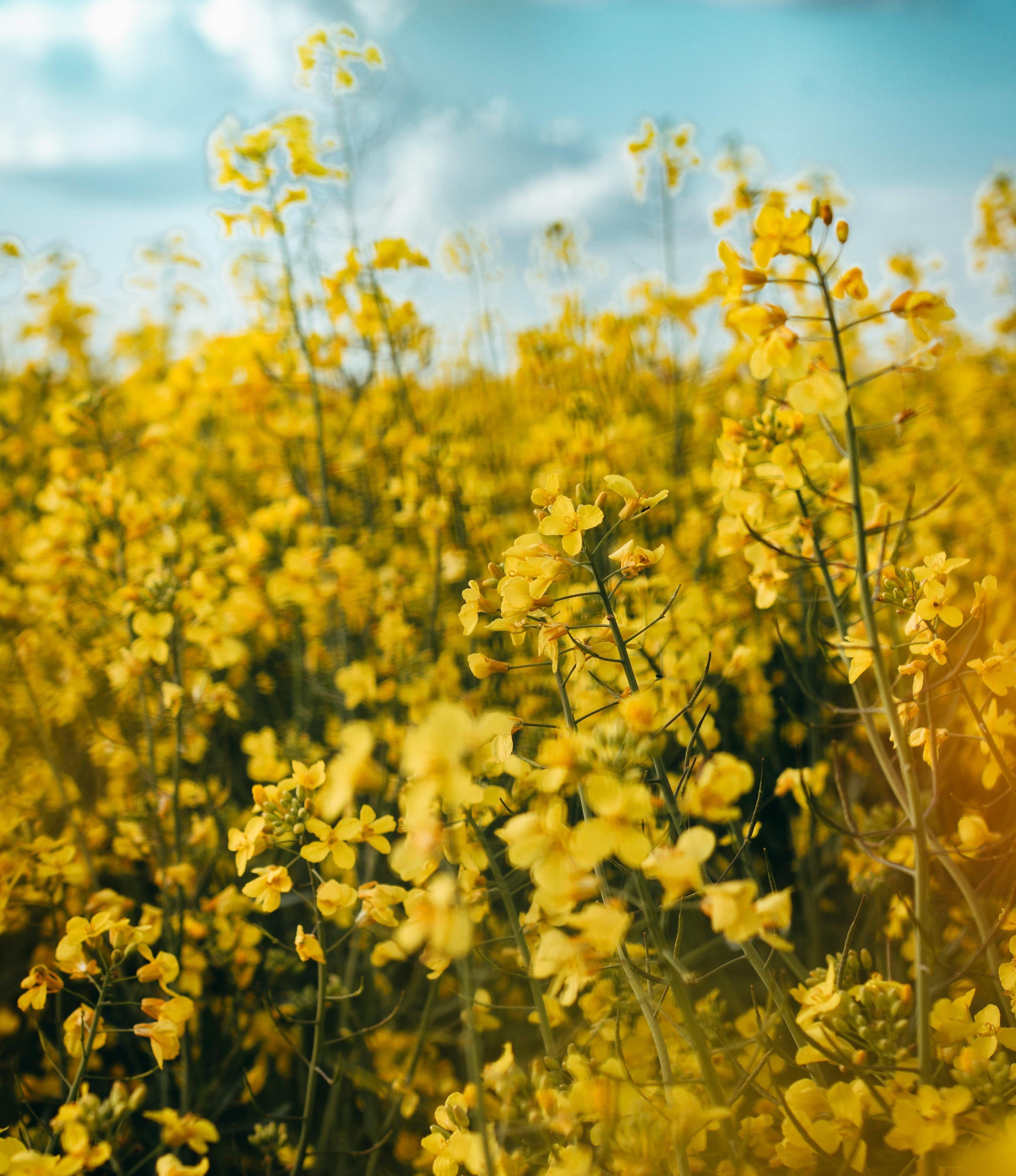 Gehakseld Koolzaadstro