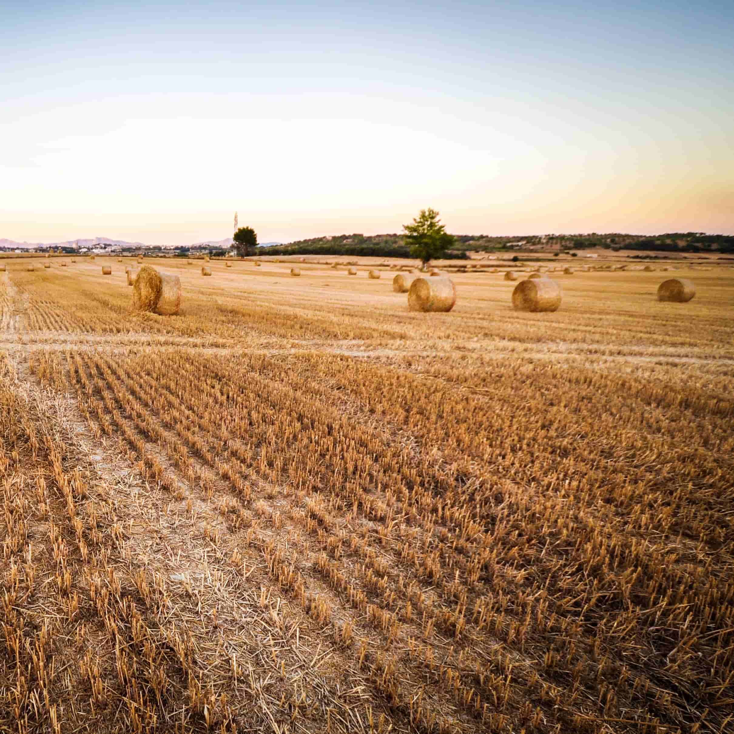ronde balen stro op een veld