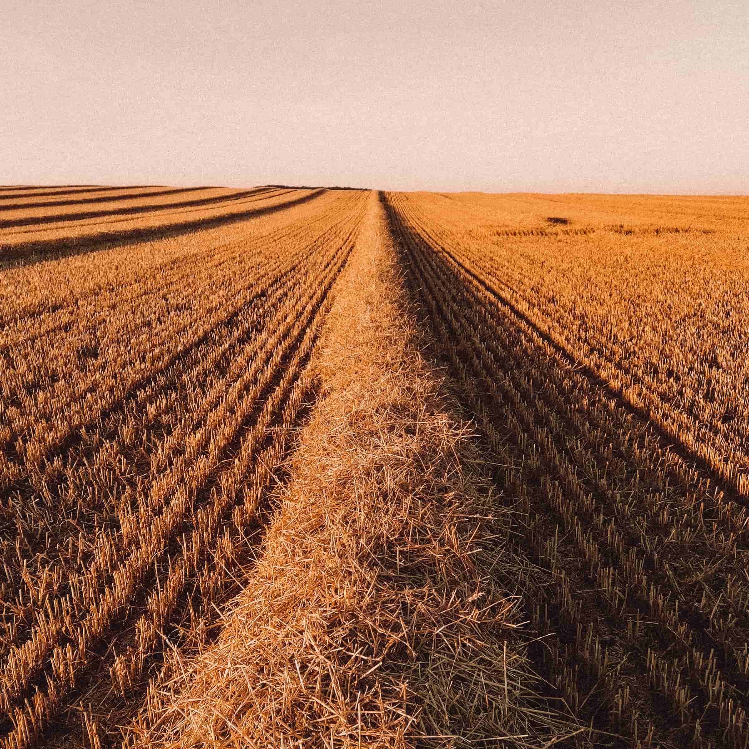 stro in rug klaar om te persen