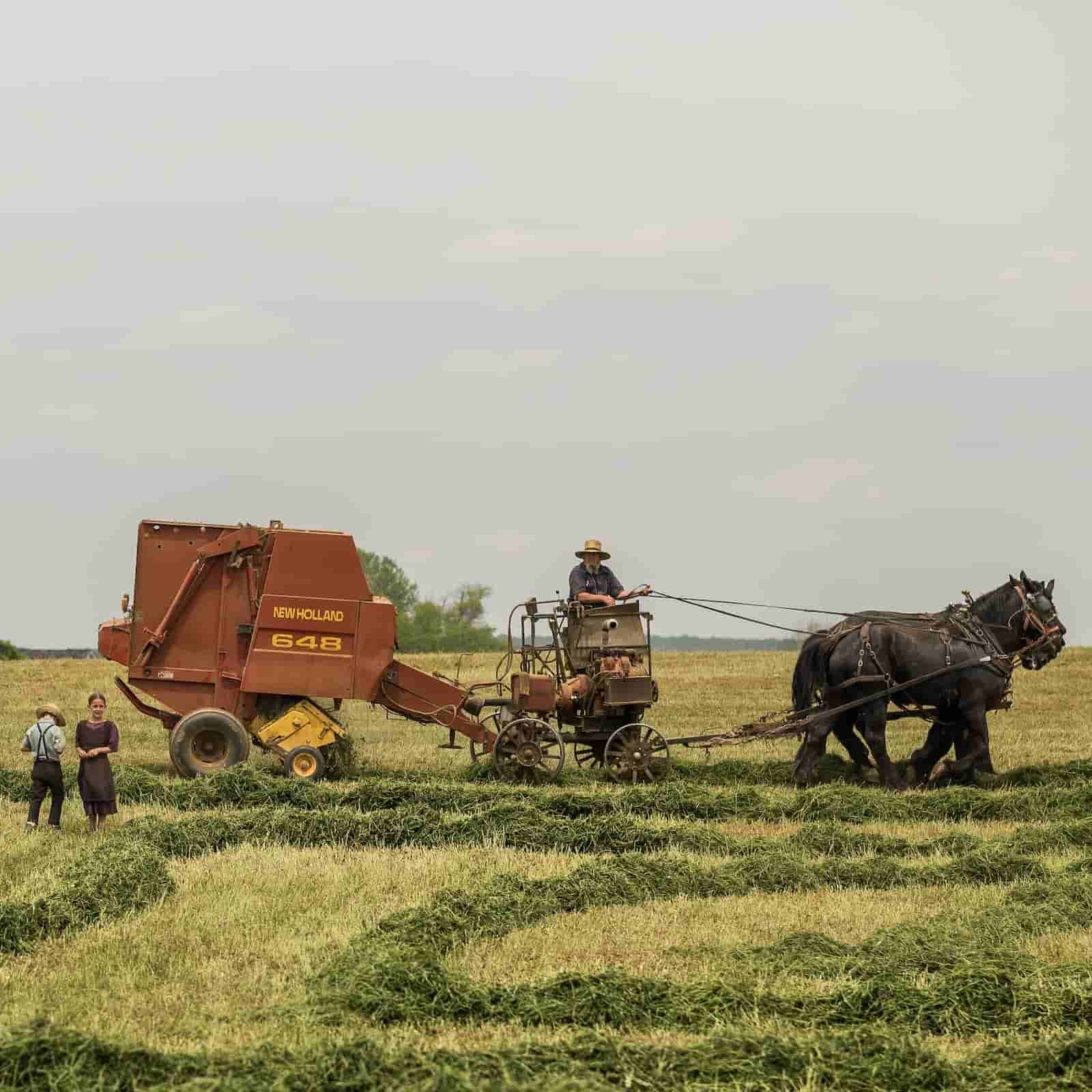 2 paarden voor een machine om hooi te persen