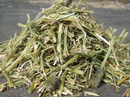 Rumiplus