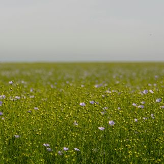 Vlas / Vlaslemen