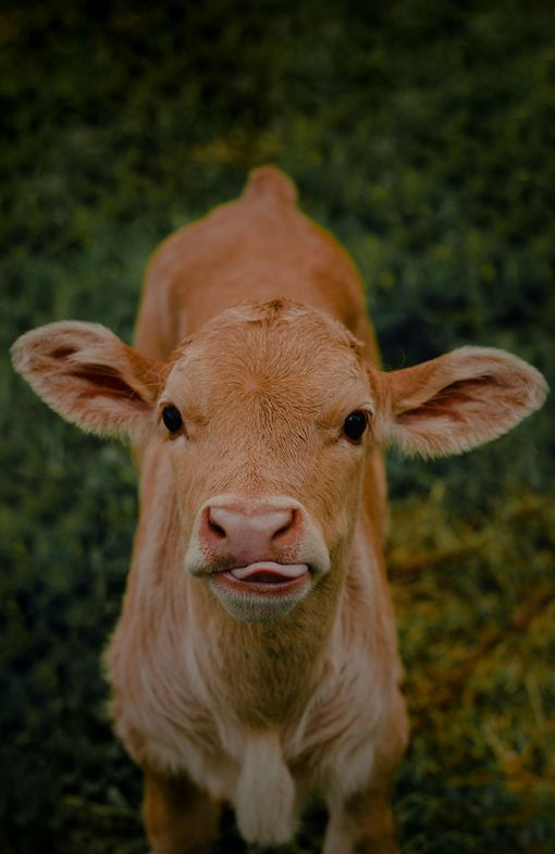Voederaardappelen