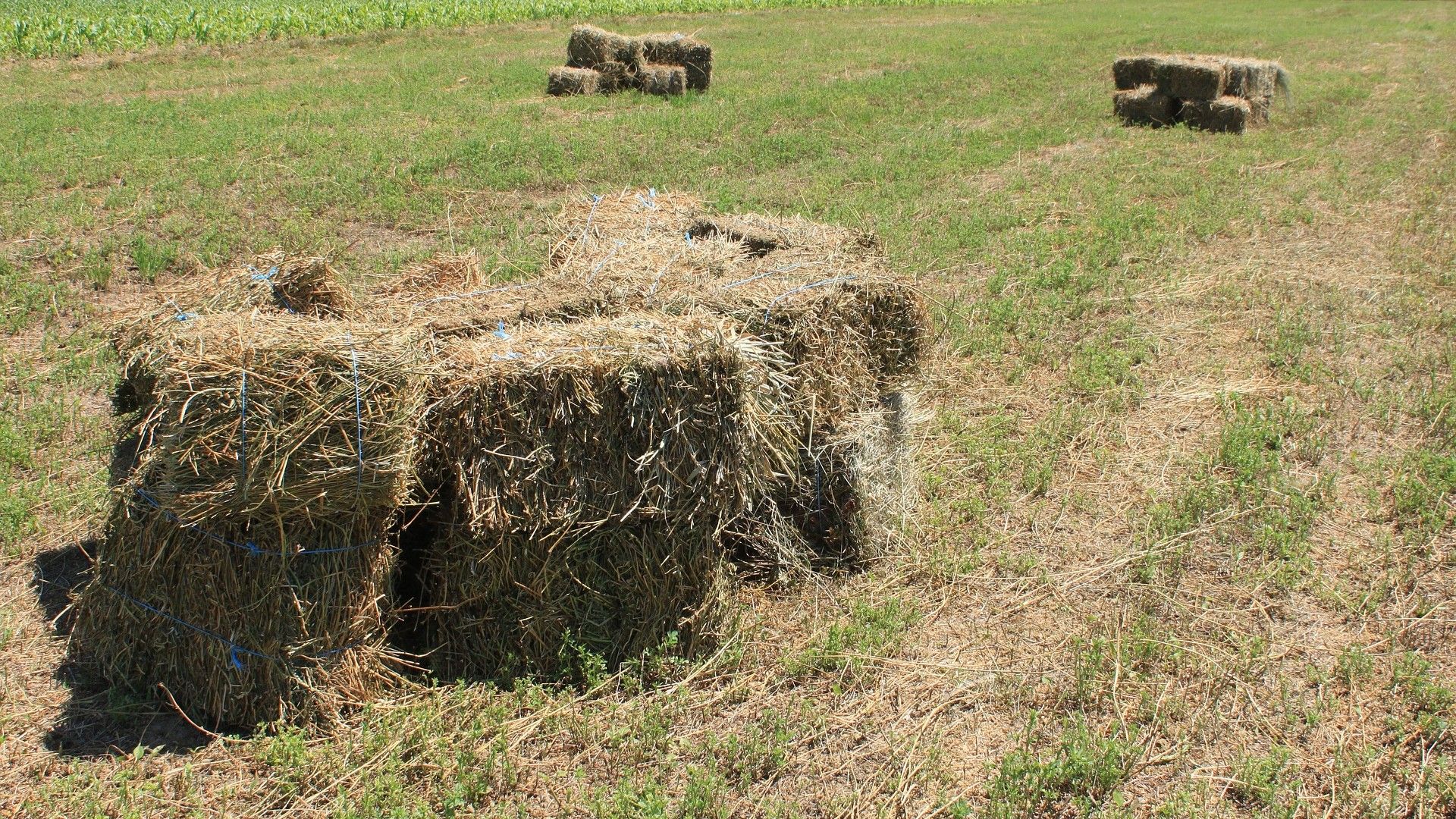 Zongedroogde Luzerne